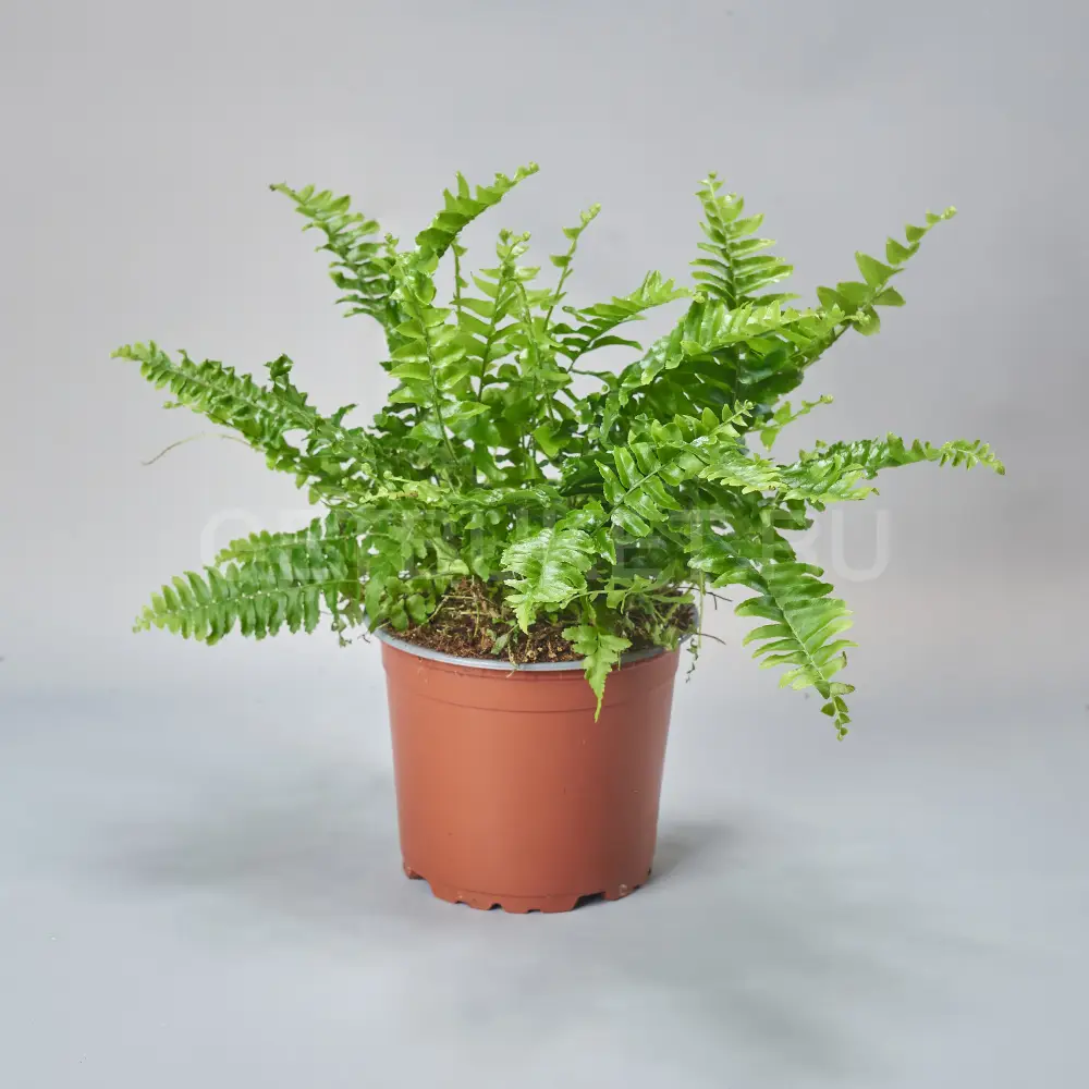 213131 Нефролепсис Момент